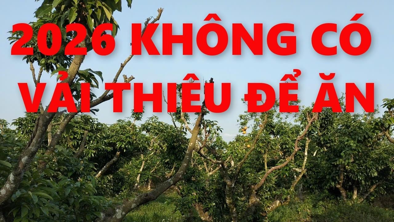 2026 không có vải ăn, 2027 thối trên cây: Vải Thiều mất trắng, Thanh Hà vài chùm, U Hồng lác đác. 