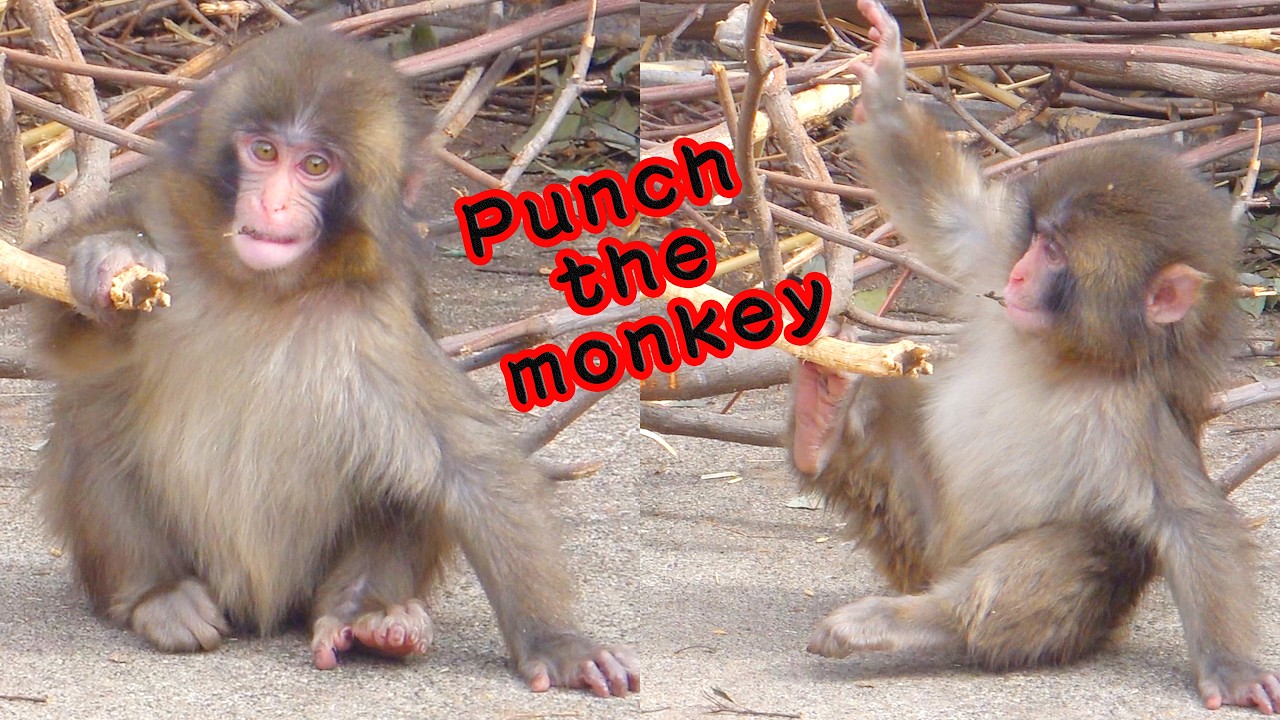 🐒 今日の#がんばれパンチ！🦧 ちょっと寂しいかなぁ😢 また！ボッチ遊びぃ〜！でも！負けない僕は賢い🧐　遊びタイム編 🧸Aう