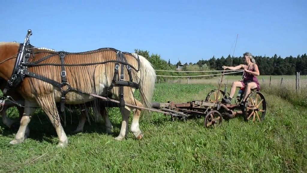 Gebisslos Ackern mit Pferden - Gründündung
