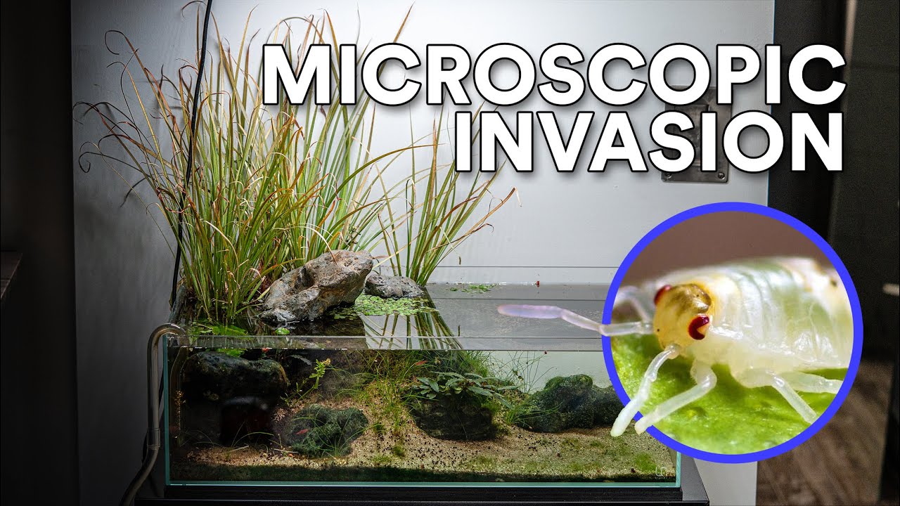 The Infestation That Destroyed My Aquarium (9 Month Update - UNS 60s)