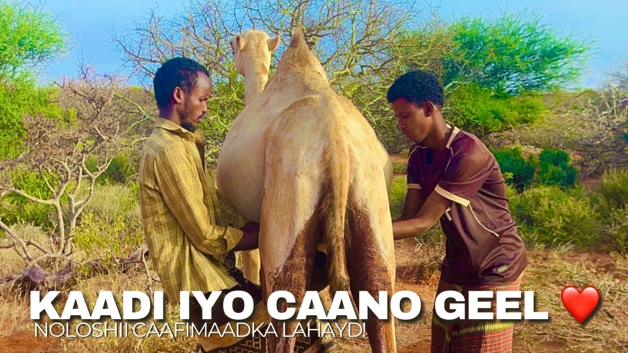 SUBAXA HORE MUXUU KU QURAACDAA GEEL JIRUHU? || NOLOSHA GEELJIRAHA.