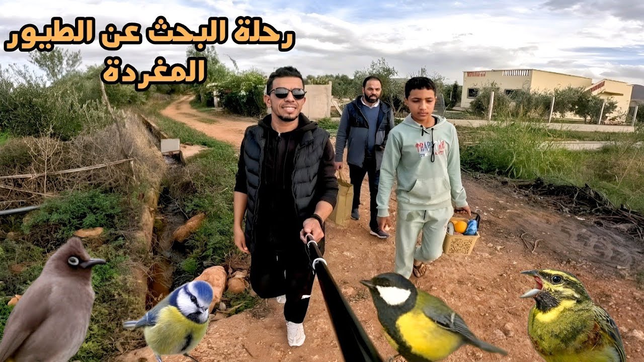 رحلة البحث عن الطيور المغردة والإستمتاع بتغاريدها mésange charbonnierer bruant zizi mésange bleu