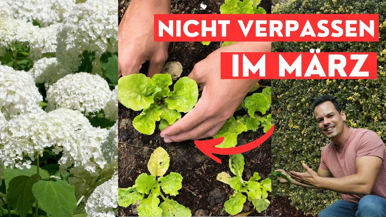 Die 3 Gartenarbeiten darfst du nicht verpassen bevor der M&auml;rz endet - Umpflanzen & teilen, pflanzen