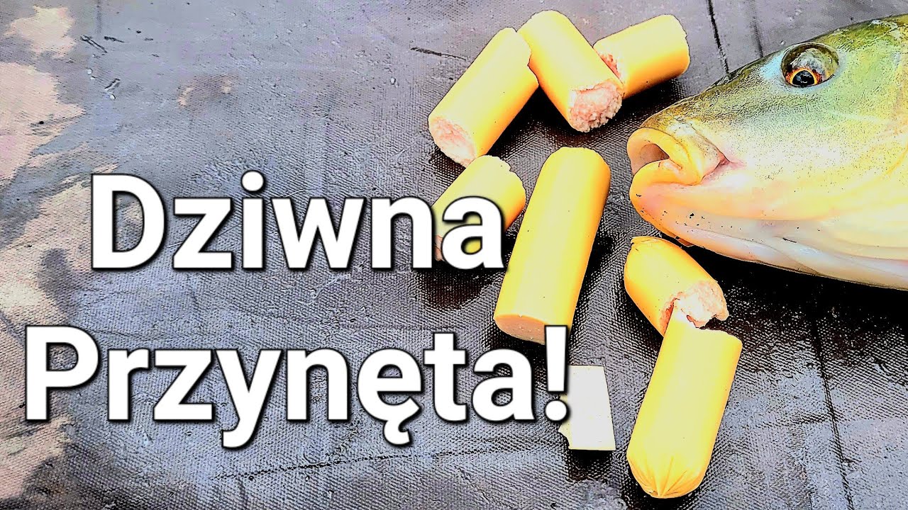 Najdziwniejsza przynęta na jaką Łowiłem! Wędkarstwo Spławikowe i Klasyczny feeder!