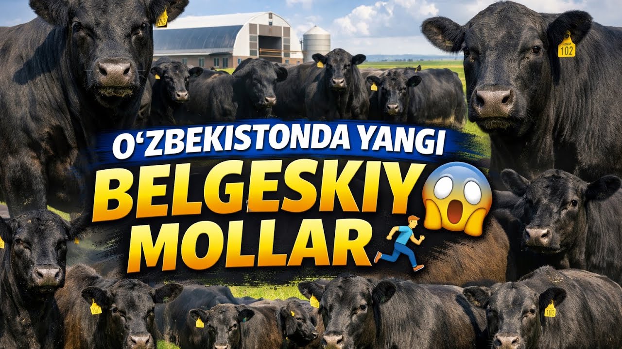 O’ZBEKISTONDA JUDA KOTTA YANGILIK 😲BELGESSKIY MOLLARNI VA ANGUSLAR