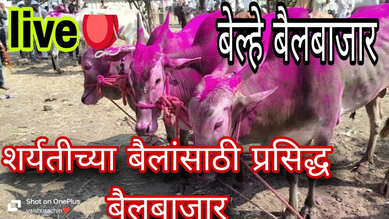 बेल्हे बैलबाजार,,, सोमवार 9/2/2025 चा बेल्हे बैलबाजार Belhebailbajar Maharastra femous bailbajar 