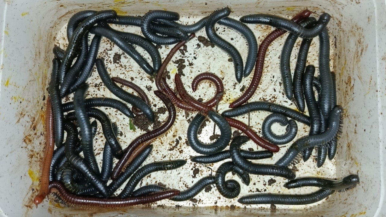 Hunting millipede kaki seribu besar di sawah part 56