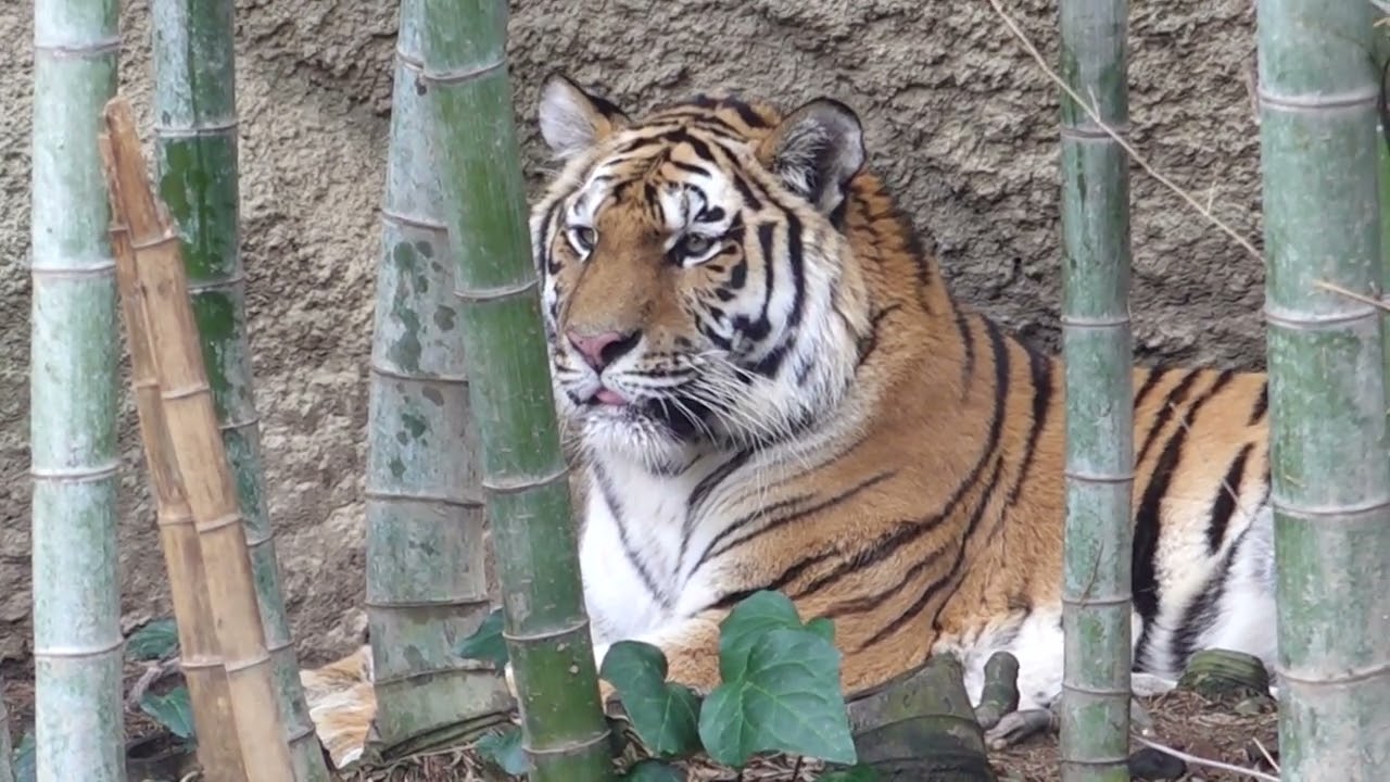 竹林にサーシャちゃん　アムールトラ🐯　浜松市動物園　00108