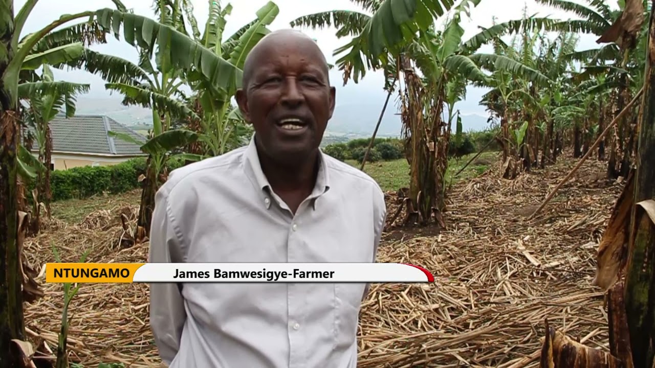 Banana farming in Western Uganda
