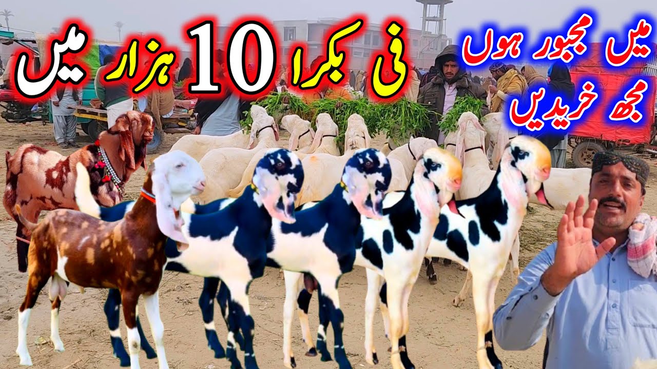 میں مجبور ہوں مجھ سے خریدیں فی بکرا 10 ہزار روپے میں March 2, 2026 ویڈیو حقیقت پر مبنی ہے 