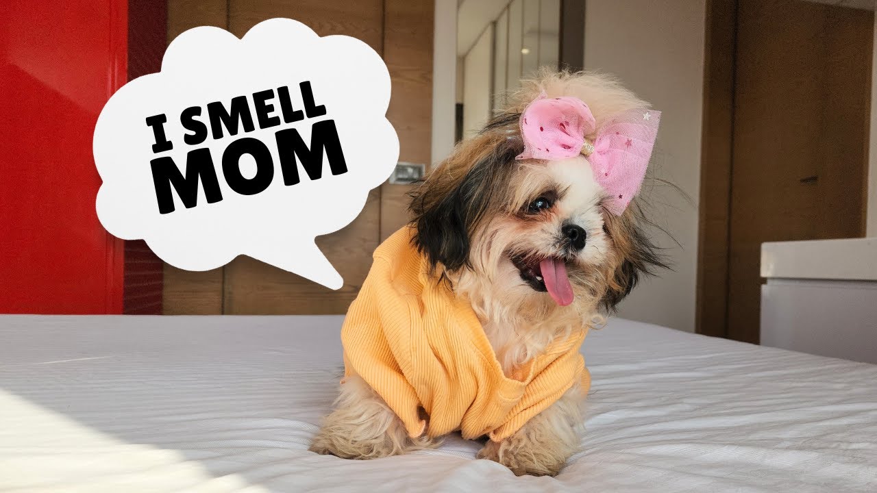6 Things Your Shih Tzu Will ALWAYS Remember