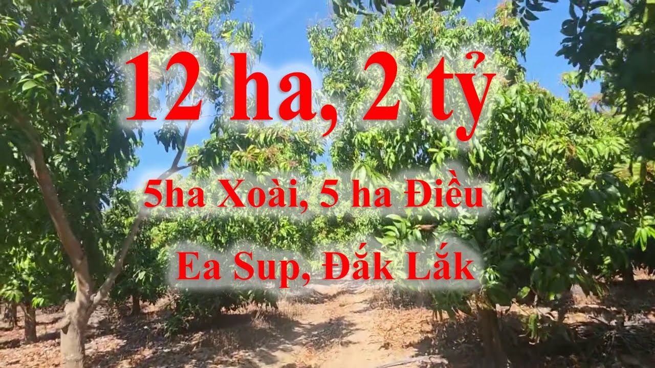 12ha, EaSup, Đắk Lắk, 2 tỷ | #VN2 #VNHOME