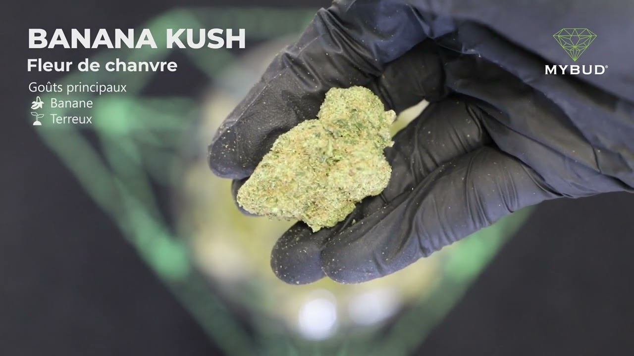 Fleur de CBD Banana Kush - Go&ucirc;t Tropical, Qualit&eacute; Int&eacute;rieur Premium
