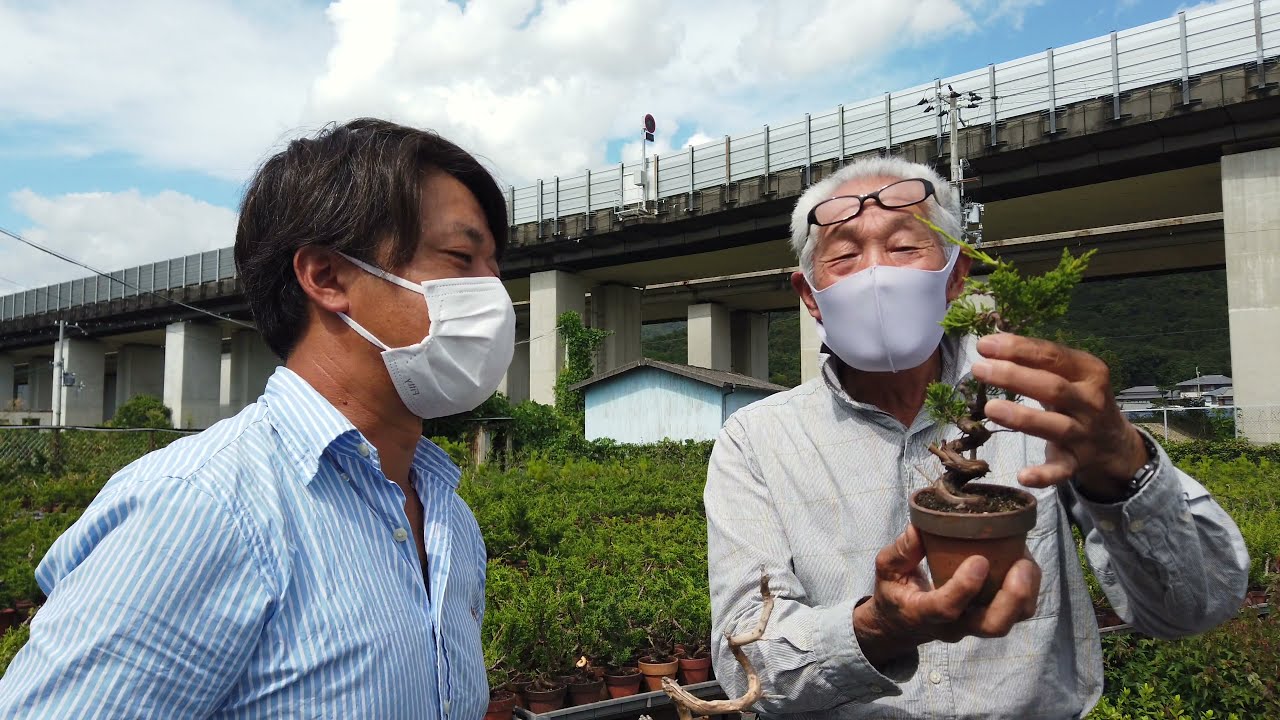 真柏生産の達人に聞く !  残したい、盆栽生産のテクニック