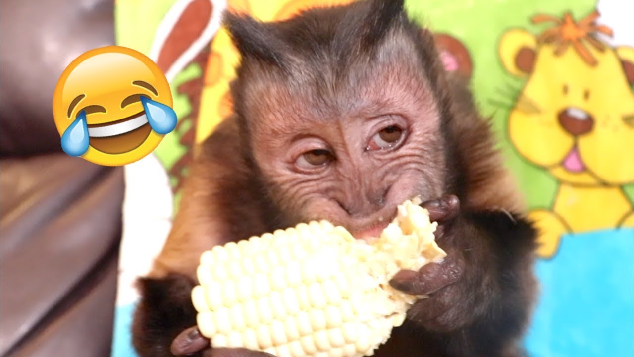 Capuchin Monkey Corn on The Cob Challenge!!