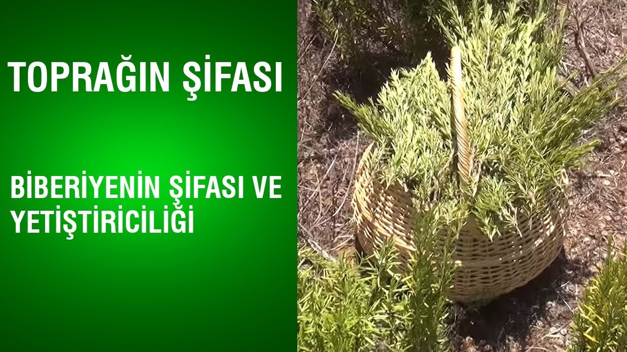 Toprağın Şifası - Biberiyenin Şifası ve Yetiştiriciliği