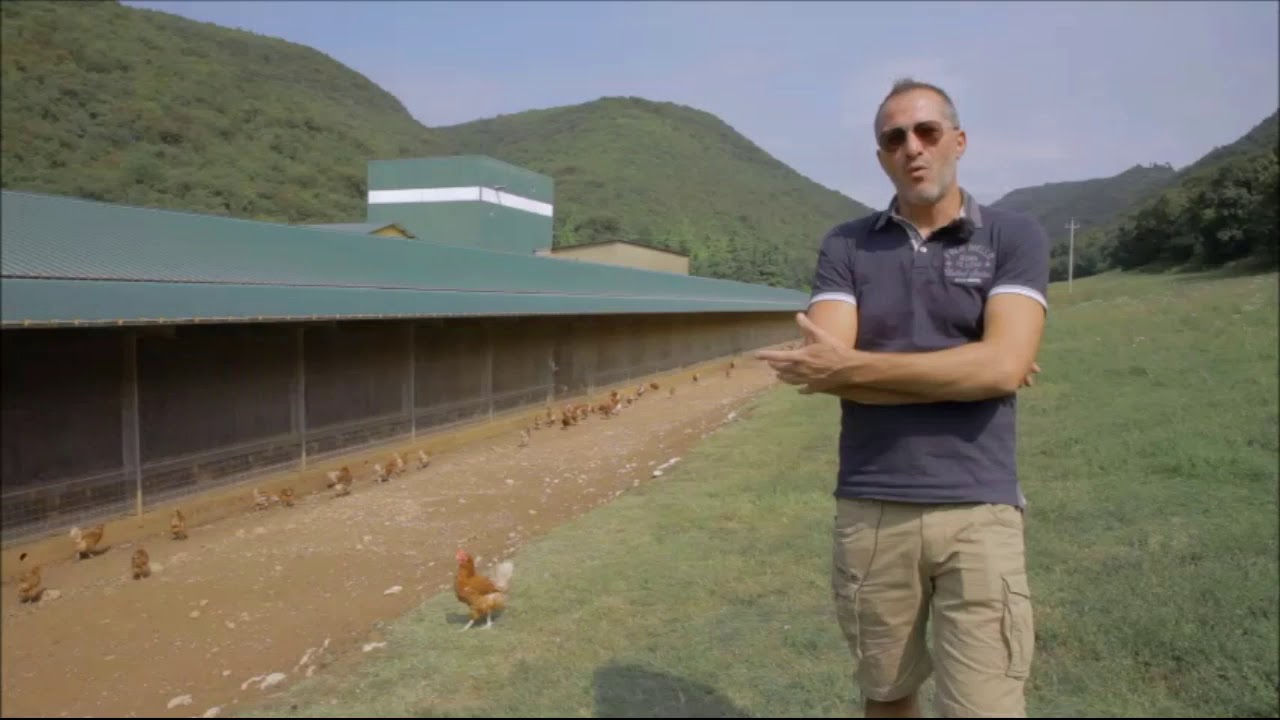 OVAIOLE - accasamento e inizio dell'ovodeposizione in un allevamento biologico di galline ovaiole