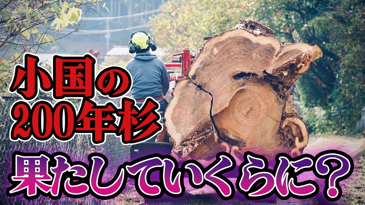 【大木の値段】樹齢200年弱の杉の大木は果たしていくらに？｜狭い道から搬出！肥後木材の優良銘木市に出品してみた【木材市場】