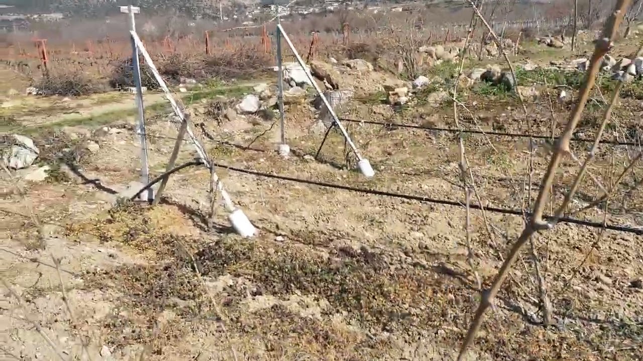 Budama sezonu hızlı başladı