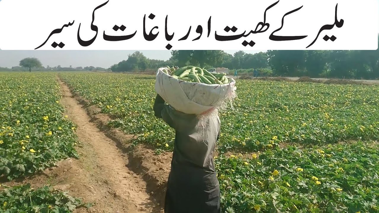 Vegetable and Fruit Farms In Malir | Karachi Agriculture Land Malir Damloti Wells  Vegetable Farming