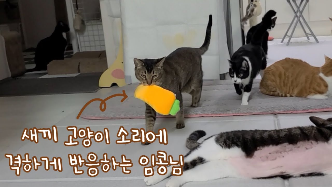 새끼 고양이 소리에 격하게 반응하는 임콩님