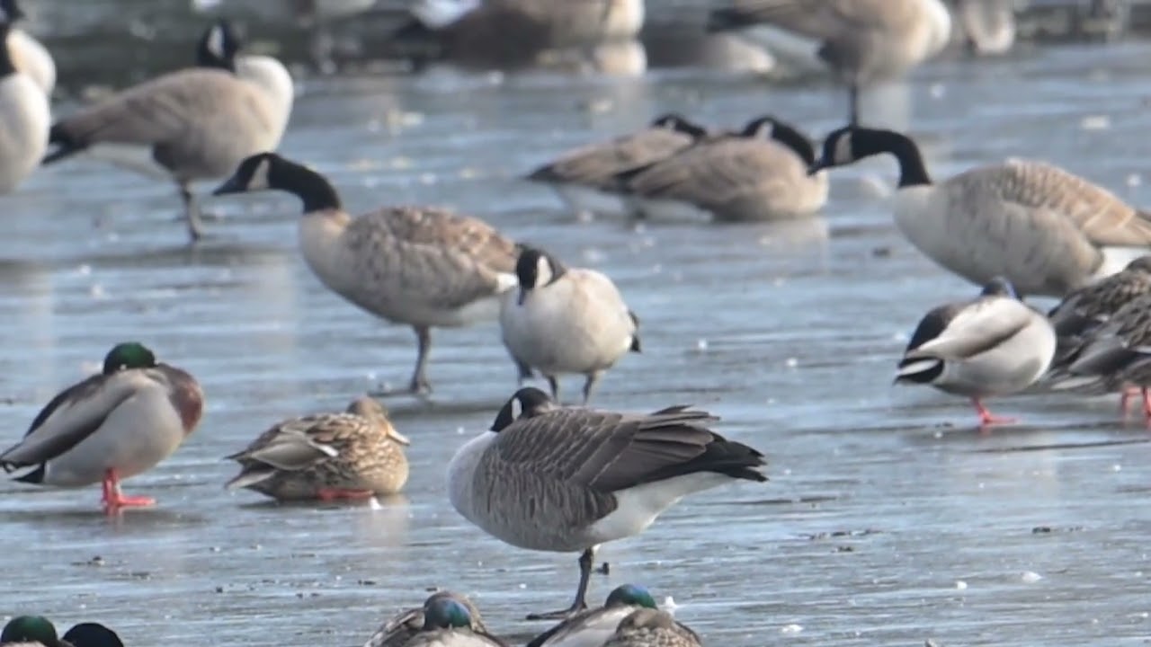 2026_01_05 Cackling Goose - Cape May NJ (slow motion)
