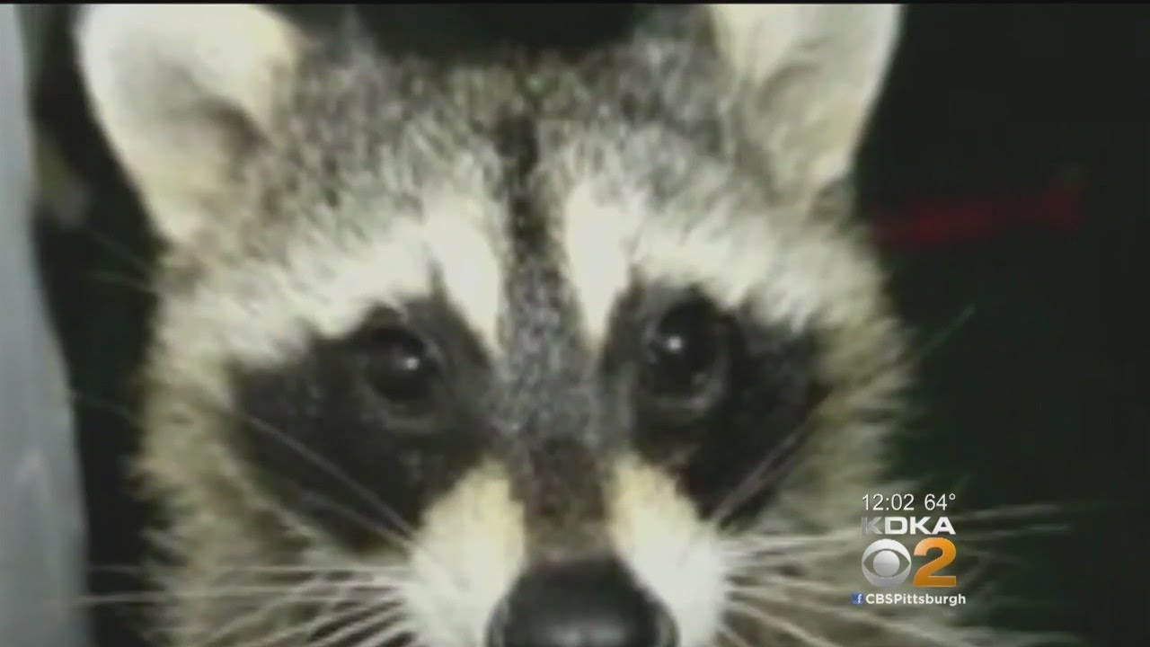 Officials: Strange-Acting Raccoons In Ross Twp. Test Positive For Virus
