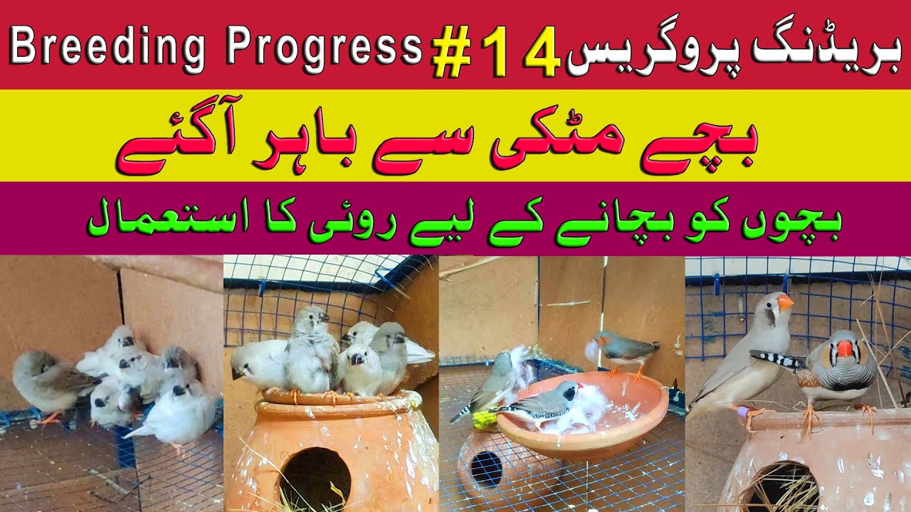 Finch Breeding Progress | finch care tips