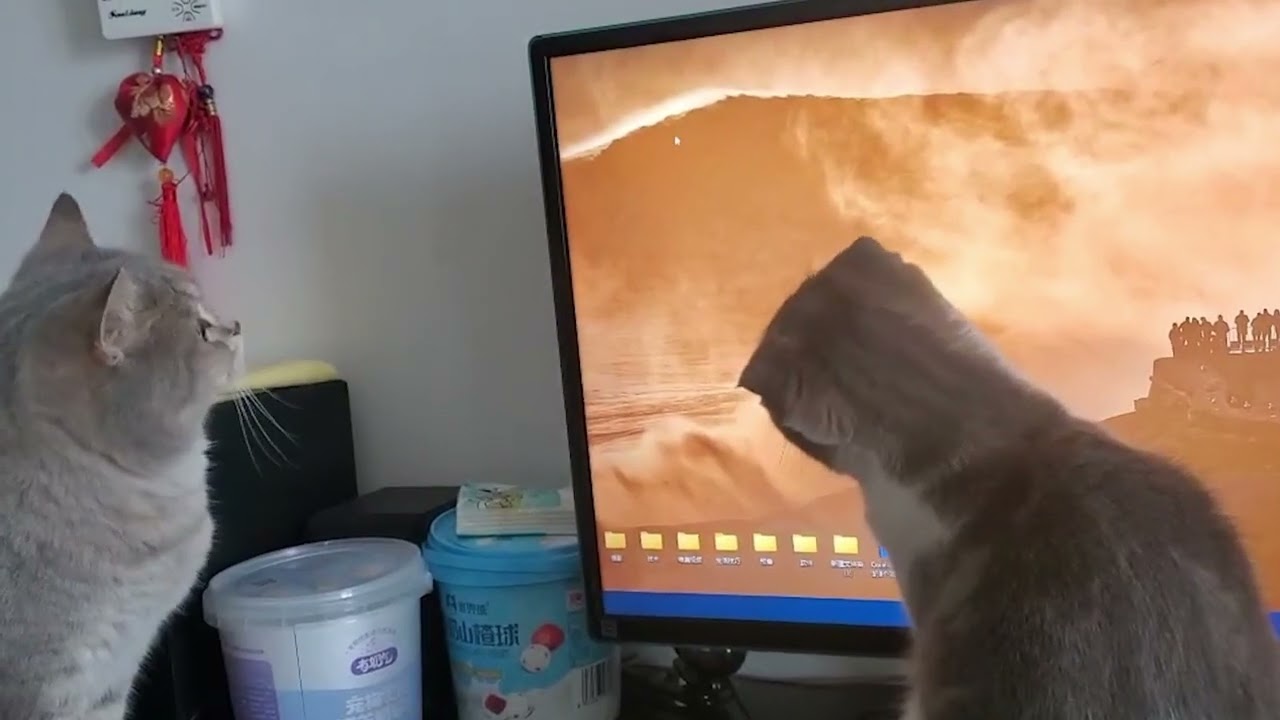 鼠标图案玩耍小猫咪 PC Mouse pattern playing with kittens