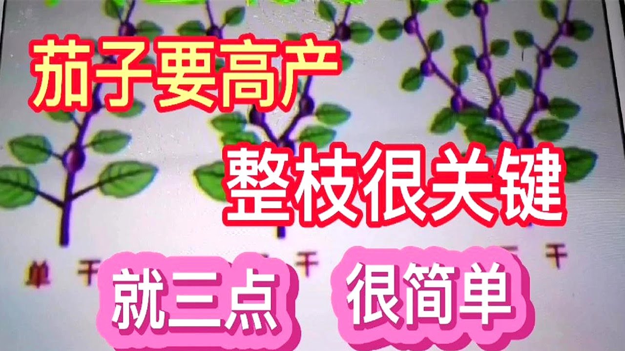 茄子要高产，整枝打叉很关键，分享专家的做法和我的经验