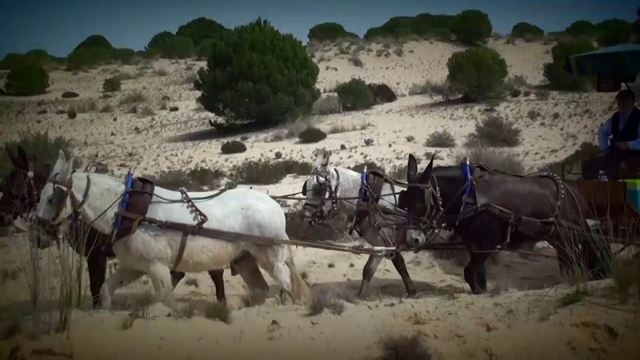 TRAILER CAMINO DEL ROCÍO DE SANLÚCAR MARZO 2017