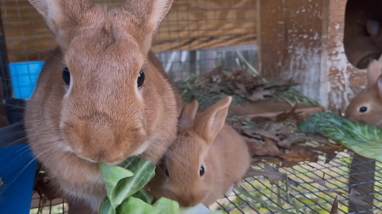 First Time Eating Cabbage! Wrinkle         (7 Babies)  & Amber  (8 Babies) 🐰🥬