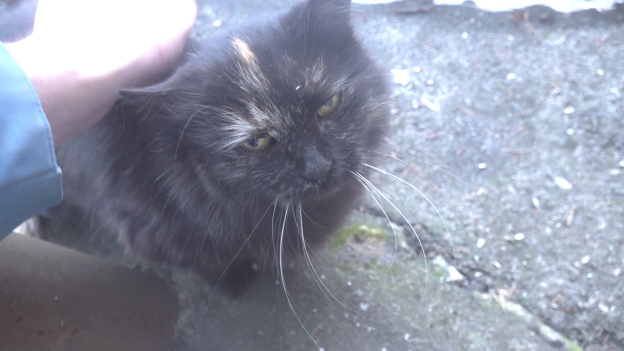 Fir tree cat meow because she doesn't like tabby cat