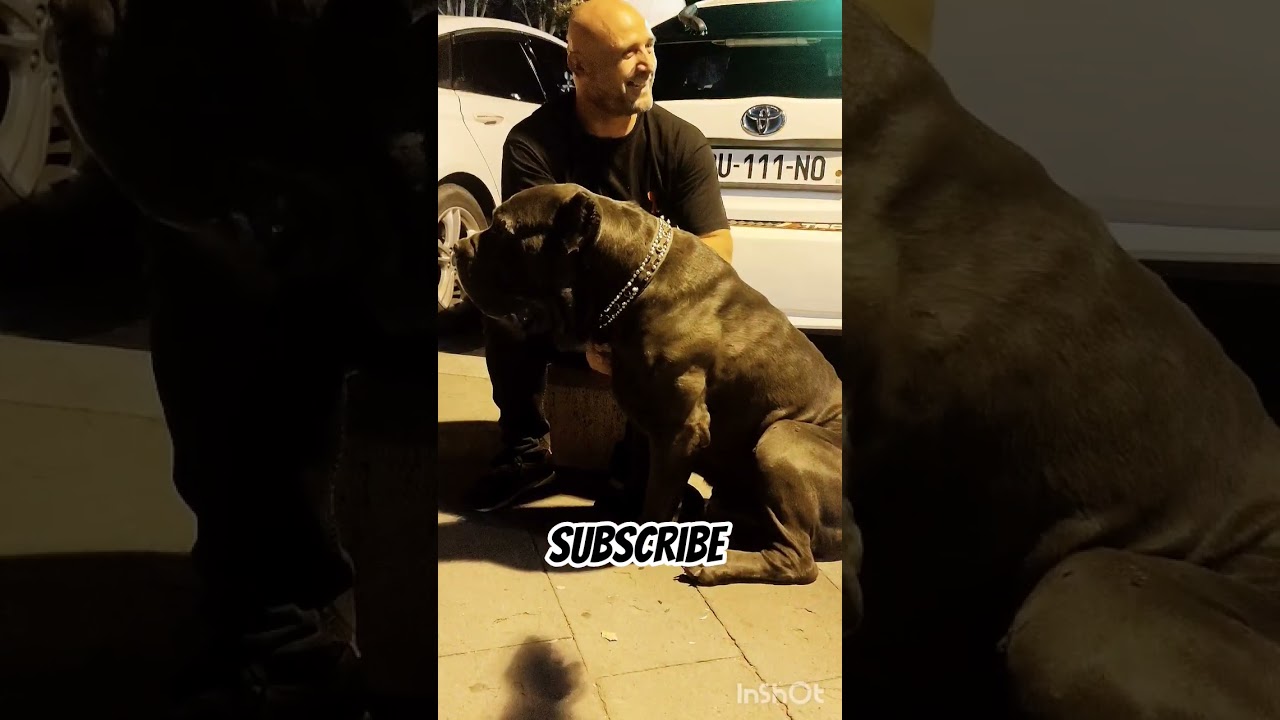 Funny dog video 🐶❤️😂 