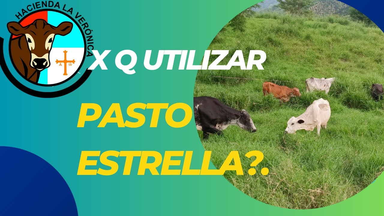 POR QUE DEBO UTILIZAR PASTO ESTRELLA