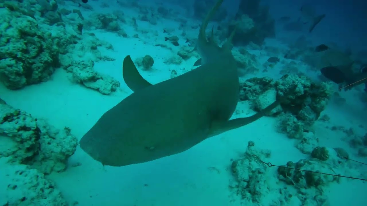 Maldives Liveaboard 2026