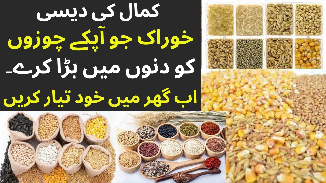 Murgi ki feed banany ka tarika || home made poultry feed making process || Mooji Banda