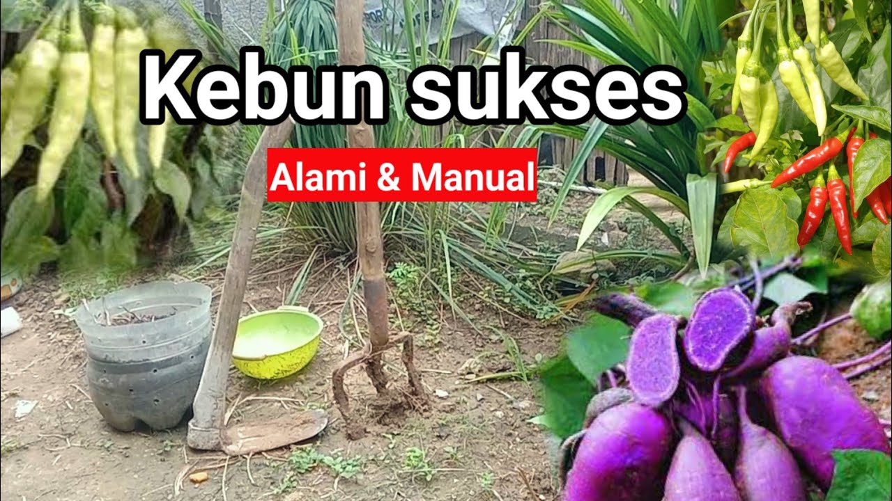Cara sukses berkebun sayuran dengan teknik alami dan manual