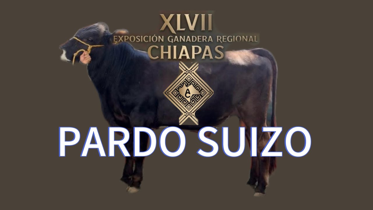 PARDO SUIZO EXPOSICIÓN GANADERA REGIONAL CHIAPAS 2025