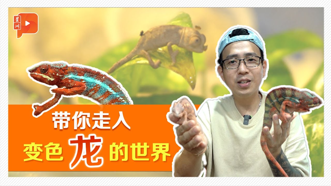 【龙年特备】走入变色龙世界 “龙蛋”要孵1年？有储精子能力？真随环境变色？