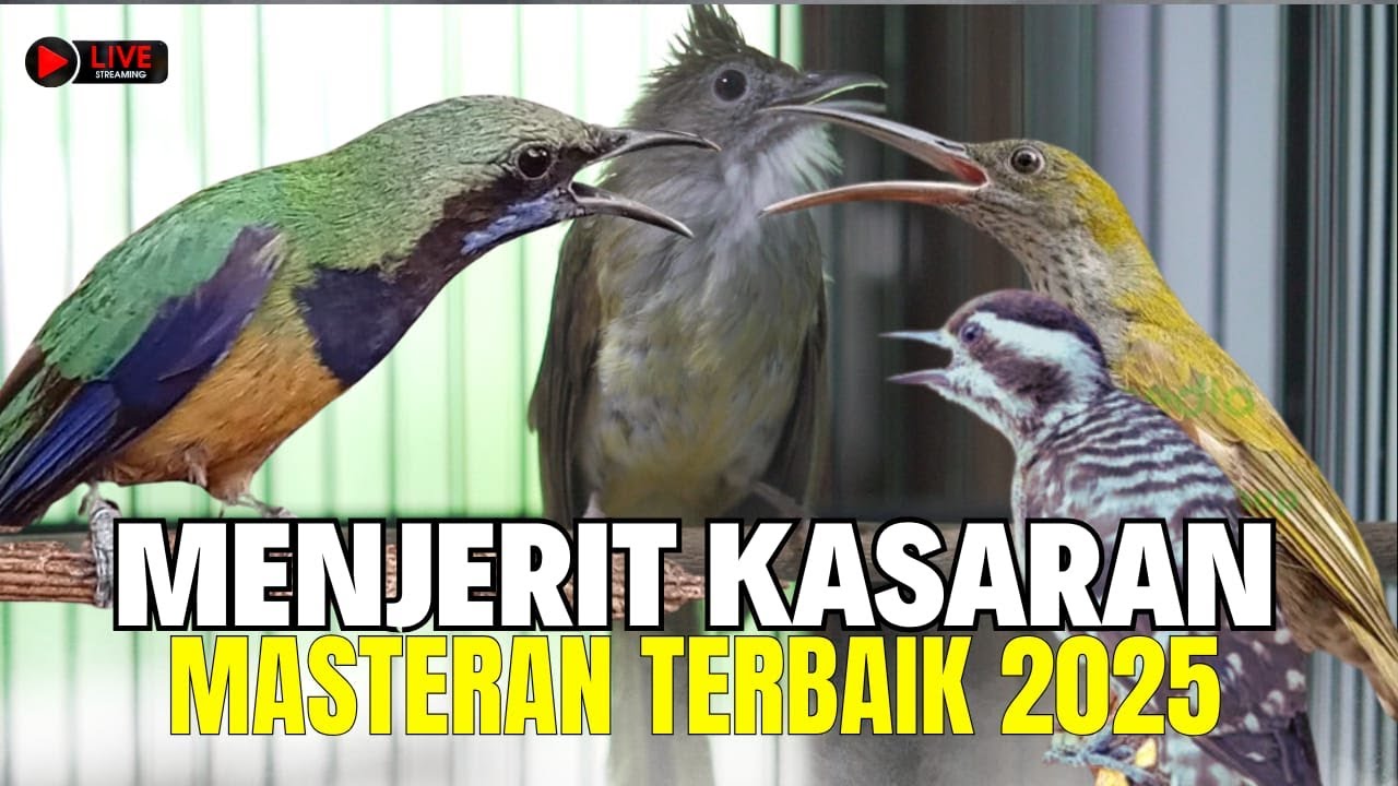 LIVE Cucak Cungkok Gacor ROLL SPEED DURASI - MASTERAN KOMBINASI Tembakan KASARAN PANJANG