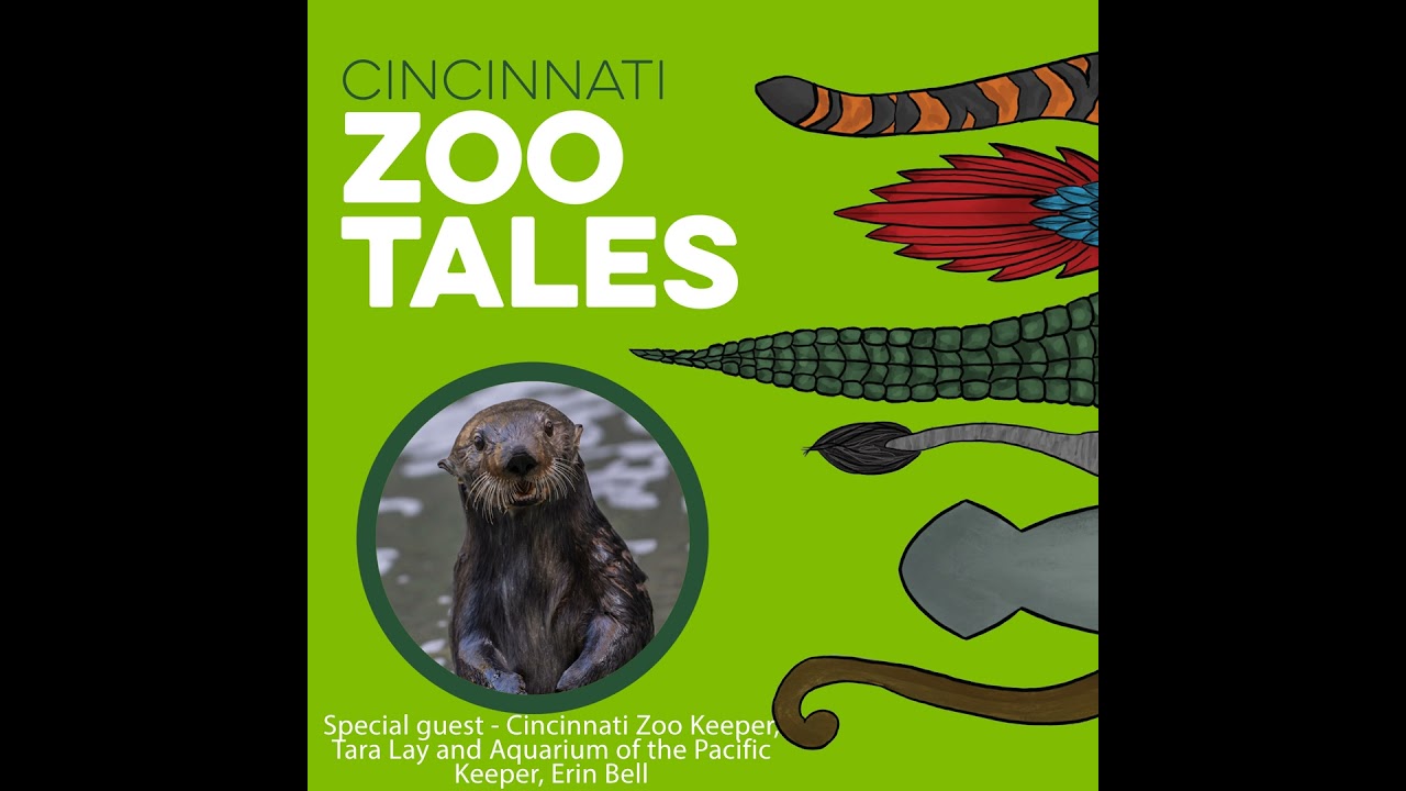 New Beginnings: Meet Sea Otters Chloe and Kevin