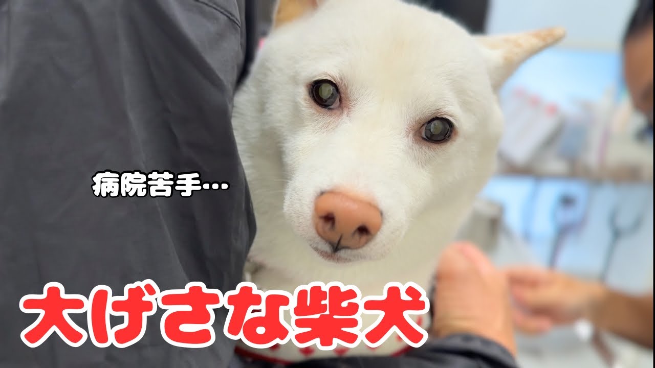 甘えんぼな豆柴が、ワクチンで大げさに騒ぐ様子が可愛すぎました【柴犬の日常】
