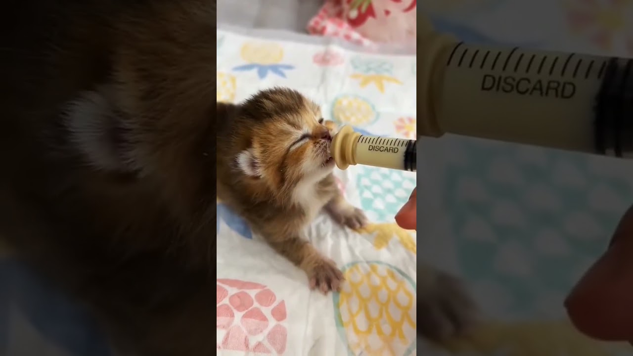 little adorable Kitty funny momentsmade my day. 