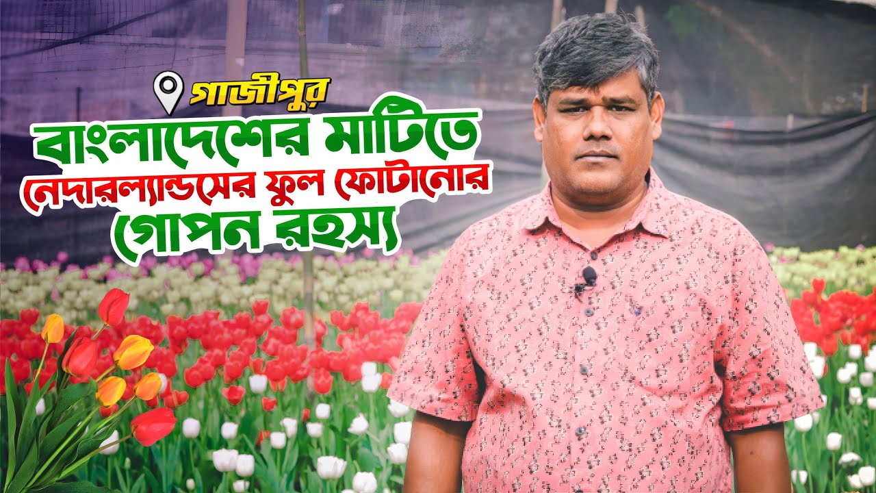টিউলিপ ফুল | টিউলিপ ফুল চাষ | টিউলিপ ফুলের বাগান | টিউলিপ ফুলের বাগান গাজীপুর | Tulip Ful | Tulip