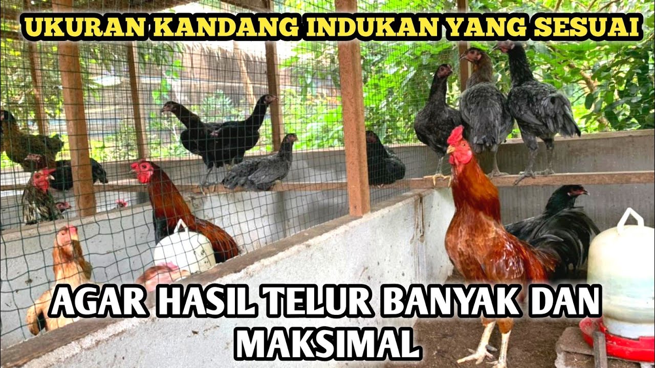 TERUNGKAP…! INILAH SEBENARNYA UKURAN KANDANG INDUKAN AYAM KAMPUNG YANG PALING IDEAL