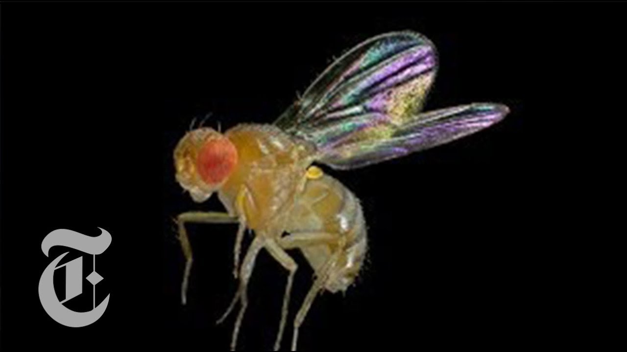 How to Fly Right | ScienceTake | The New York Times