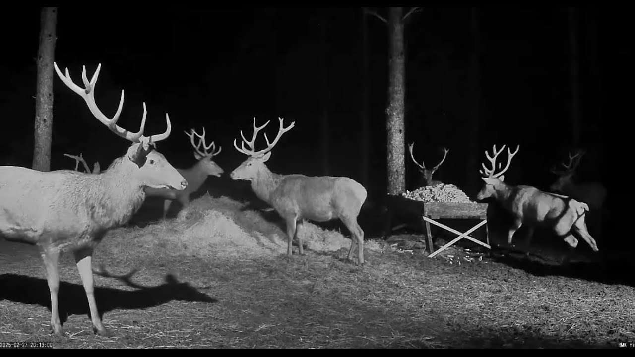 2025-02-27 Hirvekaamera, Robin sheds his antlers, red deer