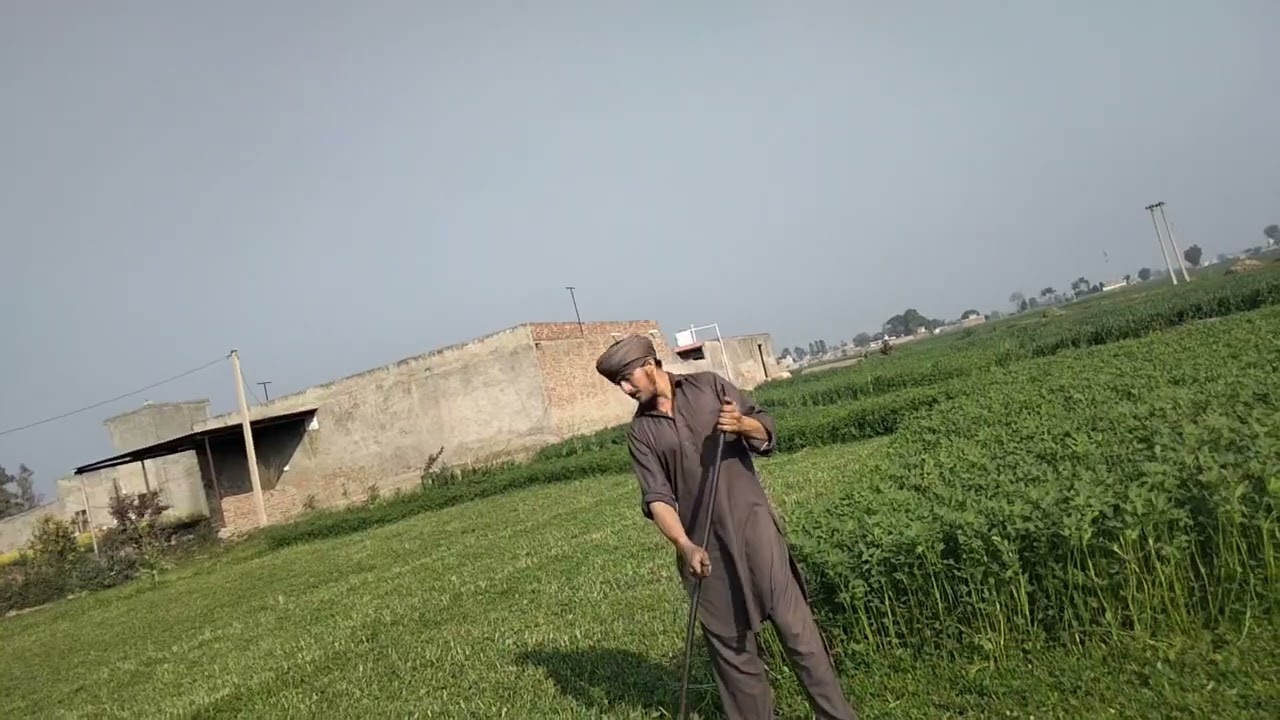 🌰🌰 ਅੱਜ ਅਸੀਂ ਪਿਆਜ਼ ਦੀ ਪਨੀਰੀ ਤਿਆਰ ਕਰਕੇ ਪੱਟੀ। ਬਹੁਤ ਹੀ ਵਧੀਆ ਕੁਆਲਟੀ ਦੀ 