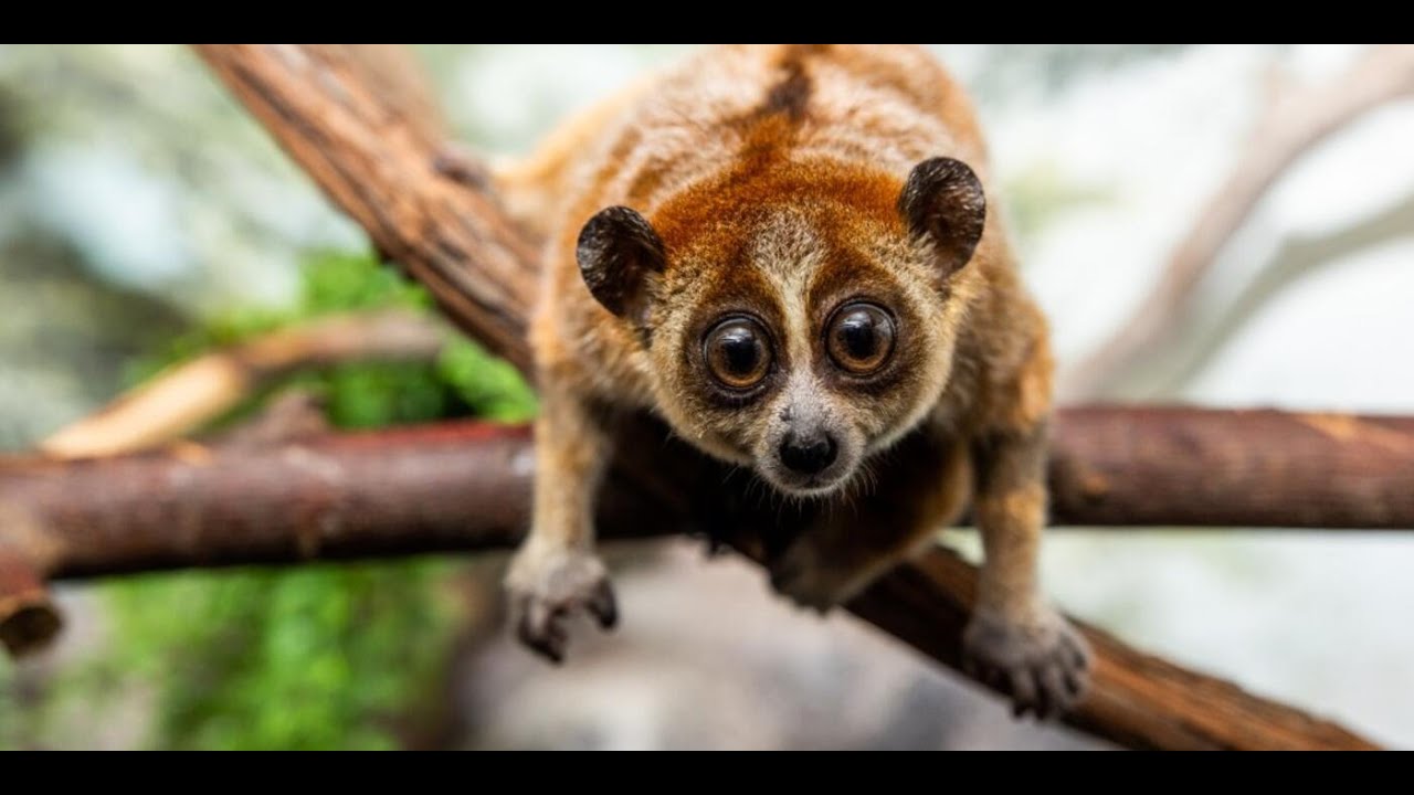 Slow Loris